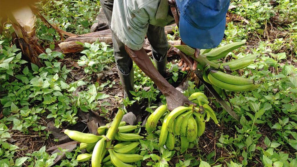 The school’s farmland produces a range of food incl. plantain (credit: DRPS/Rachel Gwole)