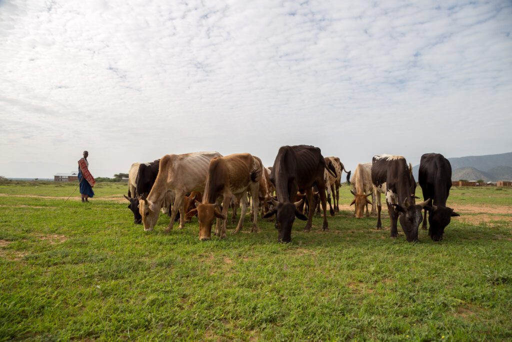 A young daughter’s hand in marriage can fetch up to 20 cows (credit: Mark & Kelly Hewes)