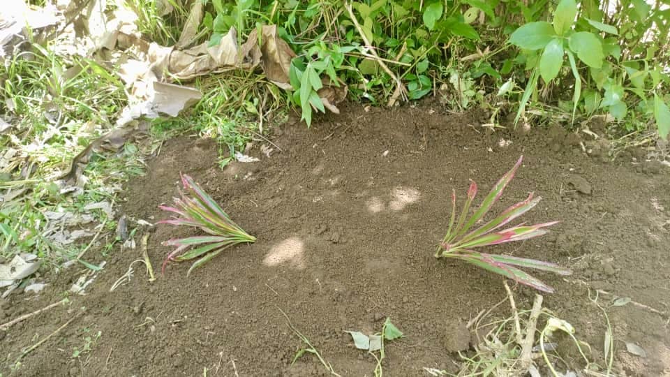 5-day-old Jared is buried in the grounds of Kompiam District Hospital (credit: Camy Thomas)