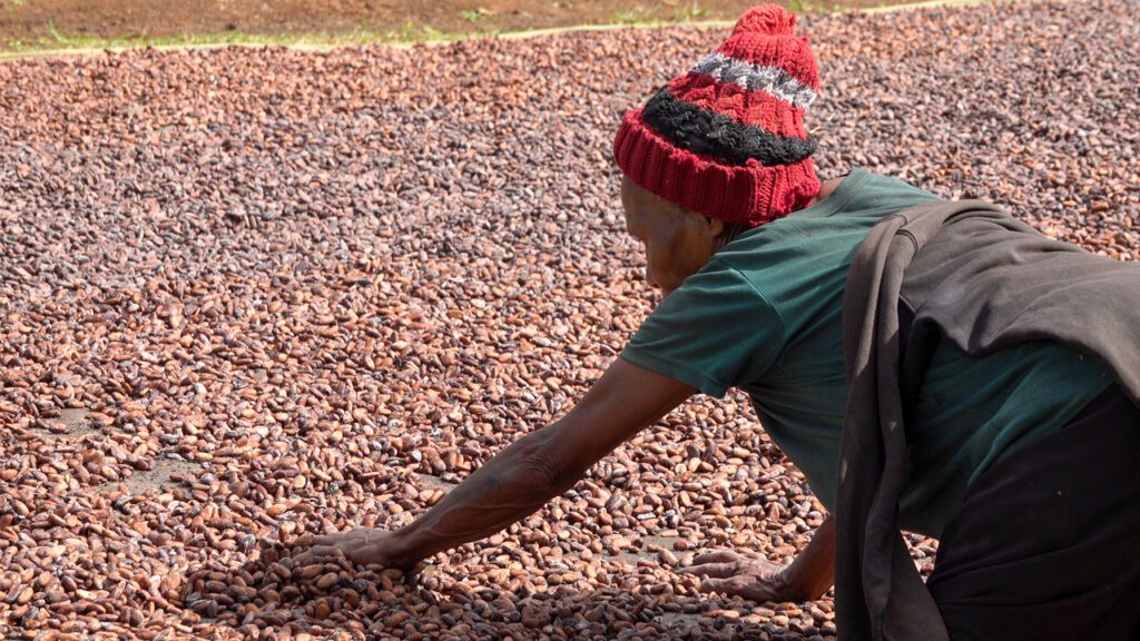 A fellow worker dries out the beans before they are transported to market (credit: Aquila Matit)