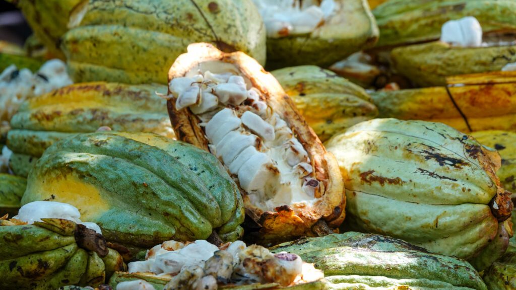 Cacao is one of PNG’s biggest cash crops (credit: Aquila Matit)