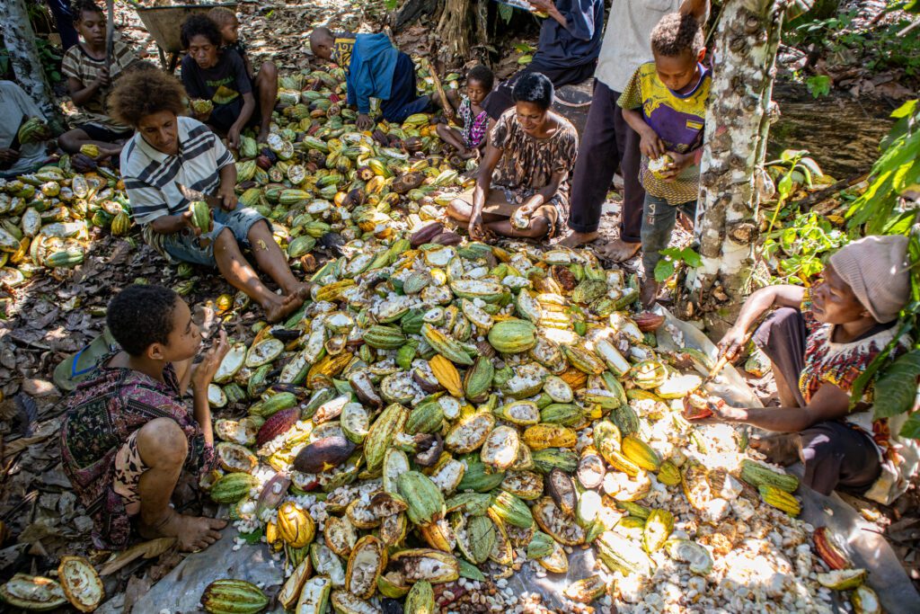 Norman needs workers to harvest and process cacao (credit: Matt Painter)