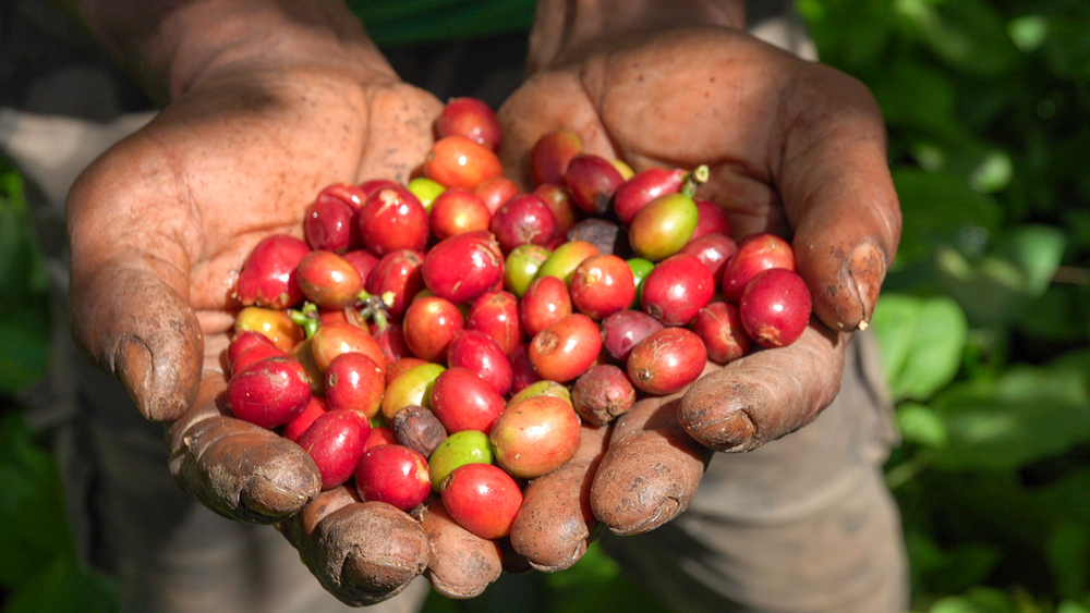 Coffee cherries are one of PNG’s main cash crops (credit: Aquila Matit)