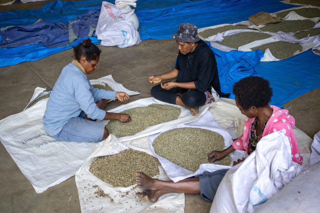 Cherries take several weeks to dry out before they are poured into sacks (credit: Matt Painter)