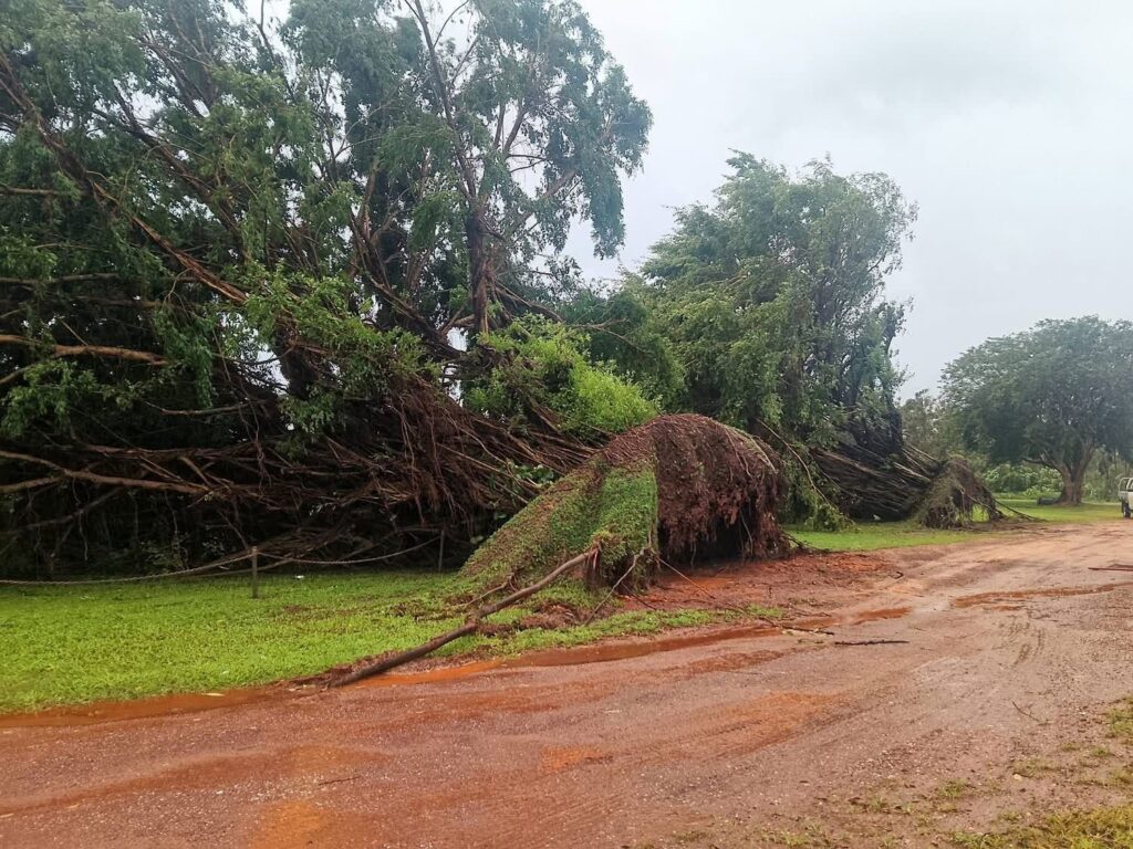 Trees are uprooted by Cyclone Narelle in Arnhem Land (credit: James Gullett)