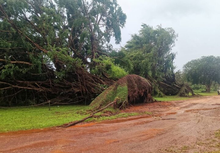 Trees are uprooted by Cyclone Narelle in Arnhem Land (credit: James Gullett)